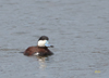 Ruddy Duck male